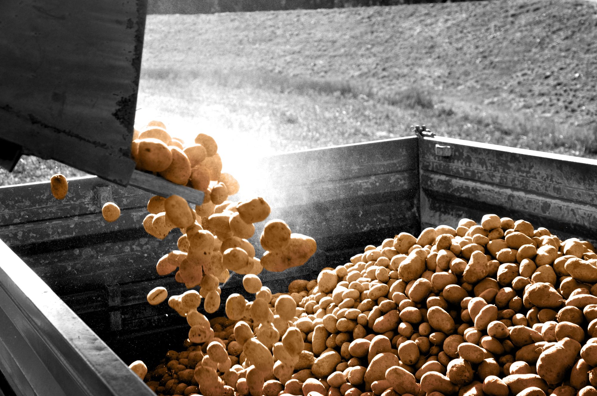 Frisch geerntete Kartoffeln werden am Hof ausgeleert